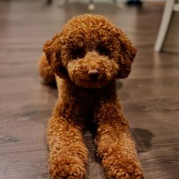Goldendoodle All Grown Up from With Love Golden Doodles