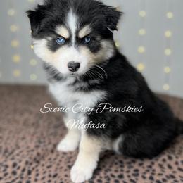 Mufasa - Black and white male Pomsky puppy in Rossville, Georgia from Scenic City Pomskies