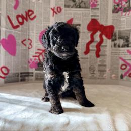 Moose - Phantom male Goldendoodle puppy in Upper Sandusky, Ohio from Rock Run Homestead