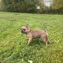 Brooke - French Bulldog