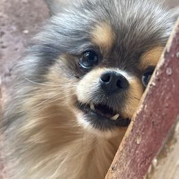 Levi - Pomeranian