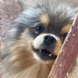 Levi - Pomeranian