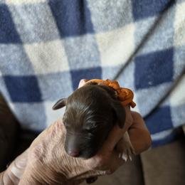 Orange Boy 1 - White and liver male German Shorthaired Pointer puppy in Lindsay, California from Dori's Danes