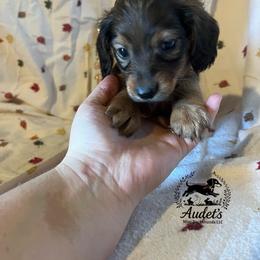 Hugo - Cream male Dachshund puppy in East Dover, Vermont from Audet’s Mini Dachshunds