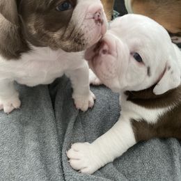 Bulldog Puppies from Bulldawg Vee