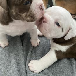 Bulldog Puppies from Bulldawg Vee