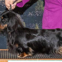 Dachshunds from Lawson's Kennel