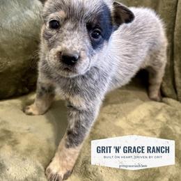 Australian Cattle Dog Puppies from Grit ‘n’ Grace Ranch