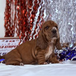 Naple - Mahogany and white female Basset Hound puppy in Springfield, Missouri from Baylee’s Bassets