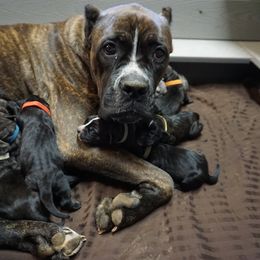 Cane Corso Puppies from Smokehouse Cane Corso