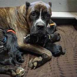 Cane Corso Puppies from Smokehouse Cane Corso