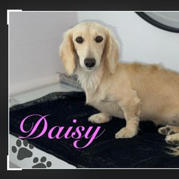 Daisy - Dachshund