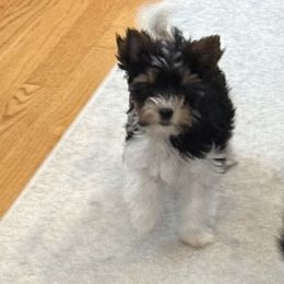 My future is bright - Biewer Terrier puppy from SD99Biewers