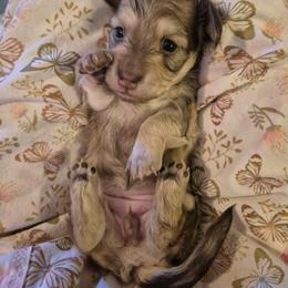 Harvest AKC Shaded cream Dapple longhaired mini dachshund - Dapple female Dachshund puppy in Las Cruces, New Mexico from The Dachshund Den