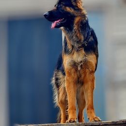 ZETA - German Shepherd
