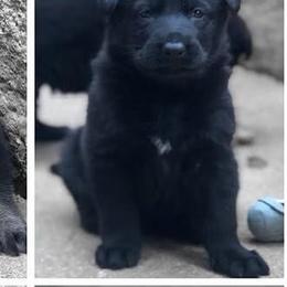 White - Black male German Shepherd puppy in Mount Vernon, Ohio from Haus Bärchen German Shepherds