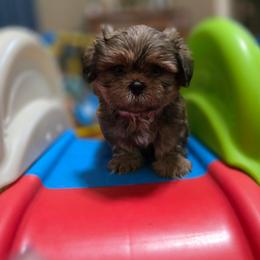 Duke - Chocolate and tan male Shih Tzu puppy in Ronda, North Carolina from Willow River