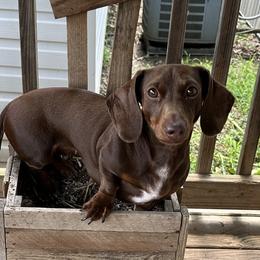 Cupcake - Dachshund