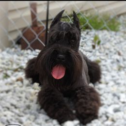 BOBO - Miniature Schnauzer