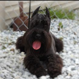 BOBO - Miniature Schnauzer
