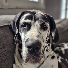 Chaos - Great Dane