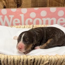 Girl 7 - Brown and white female Aussiedoodle puppy in Lavonia, Georgia from H & A Kennels