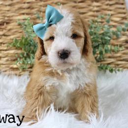 Norway - Red female Bernedoodle puppy in Casa Grande, Arizona from AzDoodle Dandies