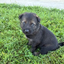 Luna - Sable female German Shepherd puppy in Humboldt, Iowa from Carlson Hill Farm