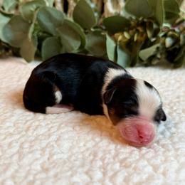 Lily - Tri-color female Bernedoodle puppy in Perrysville, Ohio from Pleasant Valley Bernedoodles
