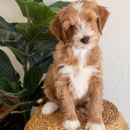 August - Apricot male Goldendoodle puppy in Peoria, Arizona from Daisy Mountain Doodles