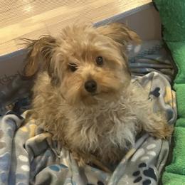 Chip - Black and tan male Yorkipoo puppy in West Warwick, Rhode Island from Robyn’s Nest