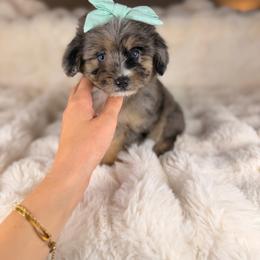 Cupcake BLUE EYES - female Australian Mountain Doodle puppy in Sweetwater, Florida from Sandy Snout Doodles
