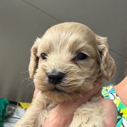 Jane B3 - Buff male Cockapoo puppy in Haines City, Florida from Camic Cockapoos