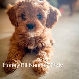 Cindy - Red female Cavapoo puppy in Maple Grove, Minnesota from Honey Bit Kennels