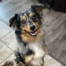 Kimber - Toy Australian Shepherd