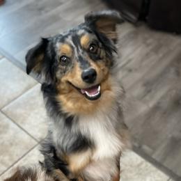 Kimber - Toy Australian Shepherd