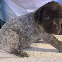 German Shorthaired Pointer Puppies from Spotted Dog Lodge
