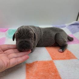 Maggie - Blue female Great Dane puppy in Kannapolis, North Carolina from Carolina Great Danes & Toy Poodles