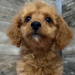 Peaches - Apricot female Cavapoo puppy in Camden, Michigan from FurEver Friends Finder
