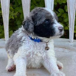Kell - Blue and white male Sheepadoodle puppy in Chesapeake, Virginia from Doodle-Cove