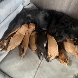 Cavapoo Puppies from Christina Kolovos