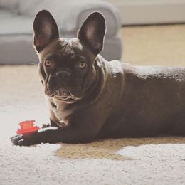 French Bulldog All Grown Up from Great Northwoods Frenchies
