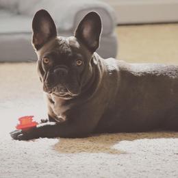 French Bulldog All Grown Up from Great Northwoods Frenchies
