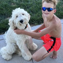 Goldendoodle All Grown Up from Faithfully Yours Doodles