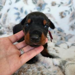 Shimmer - Black and rust female Doberman Pinscher puppy in Robinson, Pennsylvania from Makkr Ridge Dobermans LLC