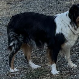 Zelda - Australian Shepherd