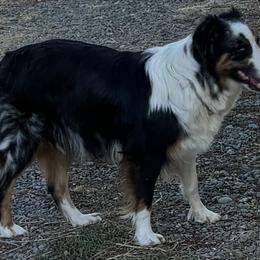 Zelda - Australian Shepherd