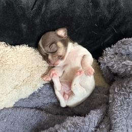 AKC Runt Girl - Chocolate and white female Chihuahua puppy in Anoka, Minnesota from Anoka County MN AKC Chihuahuas