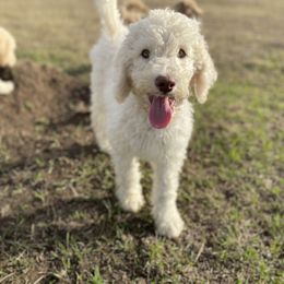 Rocky - Cream male Labradoodle puppy in Toledo, Washington from Bigfoot Doodles