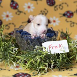 Frisk - White and lemon Rat Terrier puppy in Dayton, Nevada from Battle Born Terriers